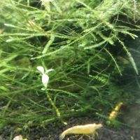 Crevettes neocaradina yelloo #3