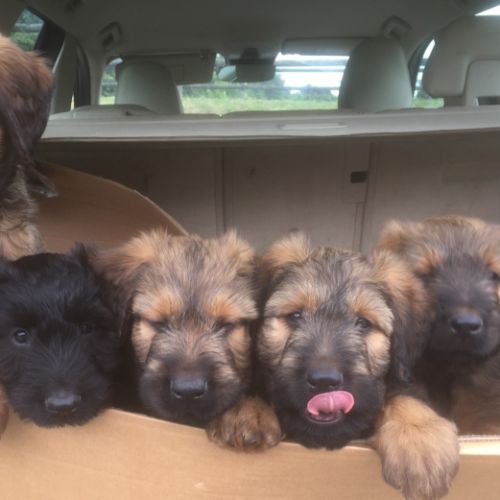 Chiot Briard A Vendre