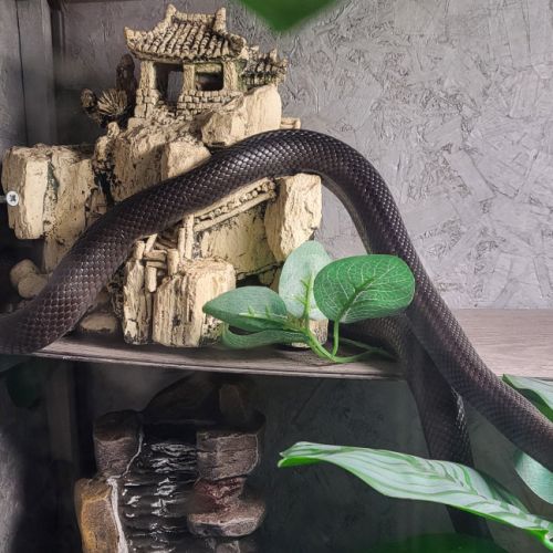 Serpent et son terra #4