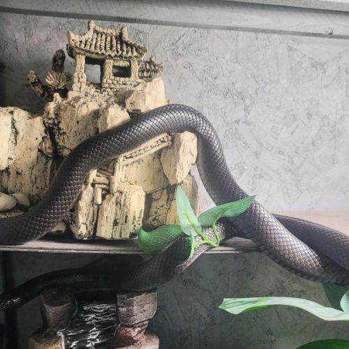 Serpent et son terra #5