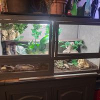 Serpent et son terra #0