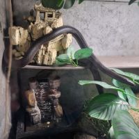 Serpent et son terra #3