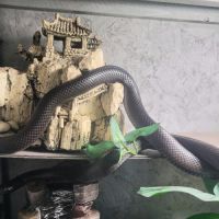 Serpent et son terra #5