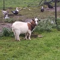 Jeune bouc nains de vendre #1