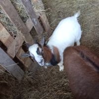 Jeune bouc nains de vendre #0