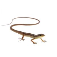 Cherche don takydromus bas-rhin