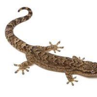 Cherche lepidodactylus lugubris en don
