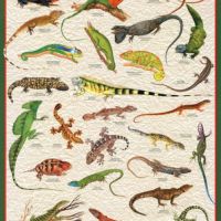 Vous souhaitez vous séparer lézard ou amphibien