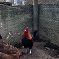 Coq gaulois #3