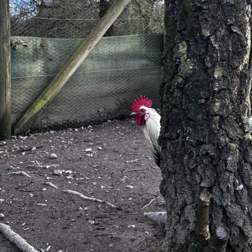 Jeune coq à vendre #2