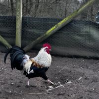 Jeune coq à vendre #3