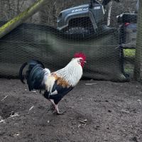 Jeune coq à vendre #4