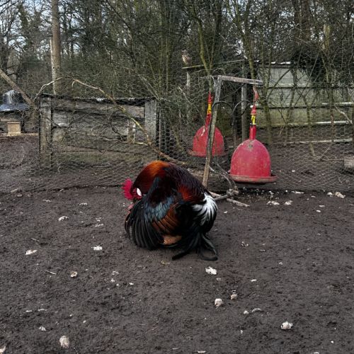 Jeunes coqs #1