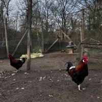 Jeunes coqs #3