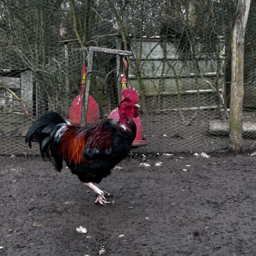 Jeune coq #3
