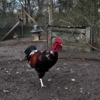 Jeune coq #2