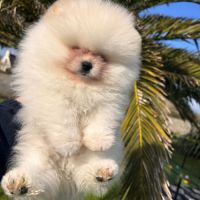 Spitz nain pomeranien merle #1