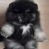 Spitz nain pomeranien merle #0
