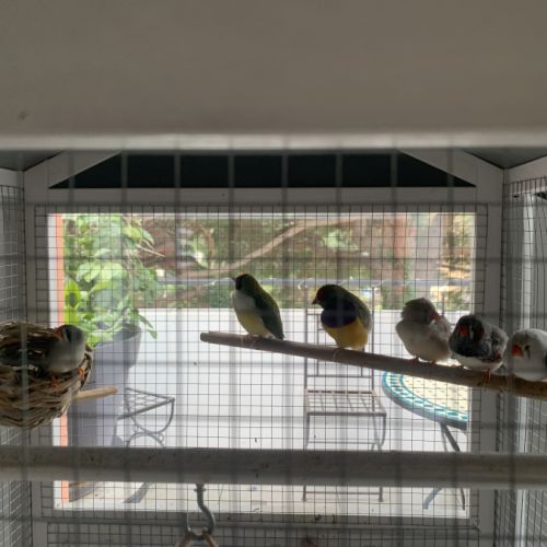 Vends couple mandarin avec 3 petits le 01 .06.24 #2