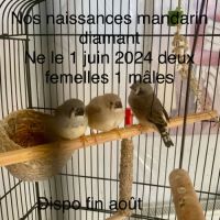 Vends couple mandarin avec 3 petits le 01 .06.24 #0