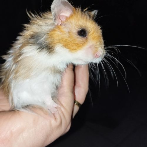 Hamster syrien angora #1