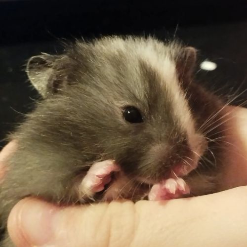 Hamster syrien angora #2