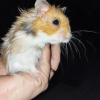 Hamster syrien angora #1