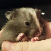 Hamster syrien angora #2