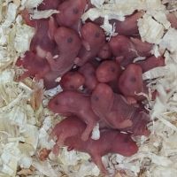 Hamster syrien angora #0