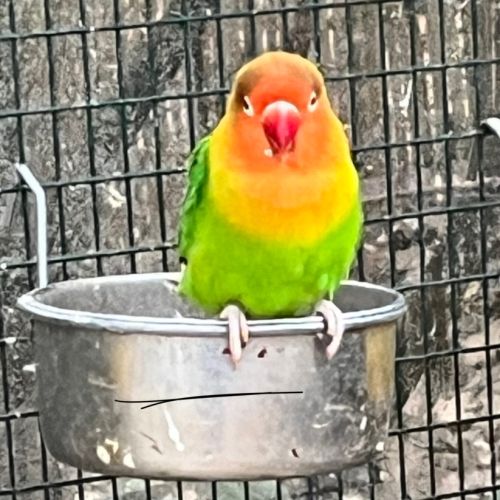 Adorables inséparables à venelles #1