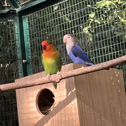 Adorables inséparables à venelles #4