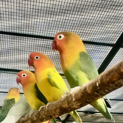 Adorables inséparables à venelles #6