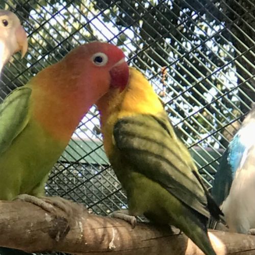 Adorables inséparables à venelles #7