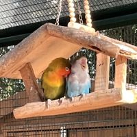 Adorables inséparables à venelles #5