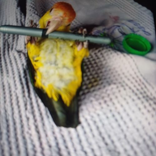 Caïque a ventre blanc #1