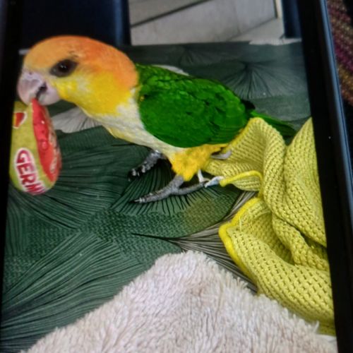 Caïque a ventre blanc #2