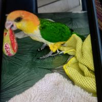 Caïque a ventre blanc #2