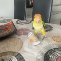 Caïque a ventre blanc #0