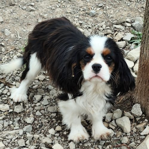 Magnifique chiots cavalier king charles lof #1