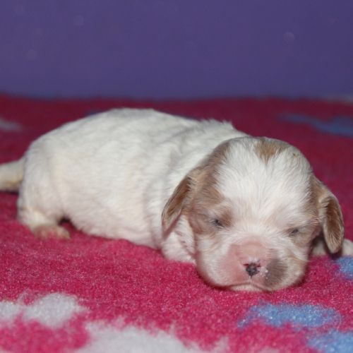 Magnifique chiots cavalier king charles lof