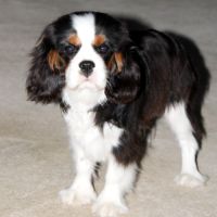 Magnifique chiots cavalier king charles lof #0