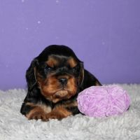 Magnifique chiots cavalier king charles lof #2