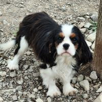 Magnifique chiots cavalier king charles lof #1