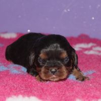 Magnifique chiots cavalier king charles lof