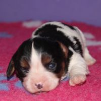 Magnifique chiots cavalier king charles lof #2