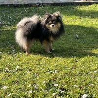 Saillie spitz nain male bleu tan