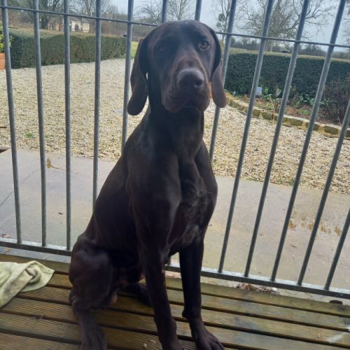 Braque allemand à donner #1