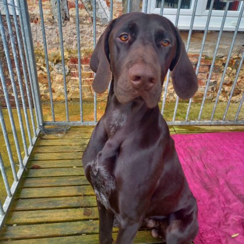 Braque allemand à donner #2