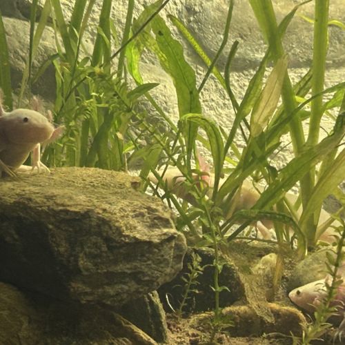 Axolotl juvénile #1