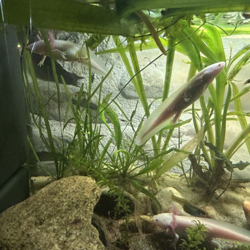 Axolotl juvénile
